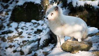 Animals, Fox, Arctic Fox, Polar Fox HD wallpaper