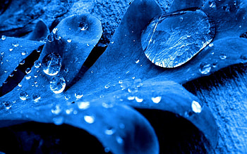 Macro, Sheet, Leaf, Drop HD wallpaper
