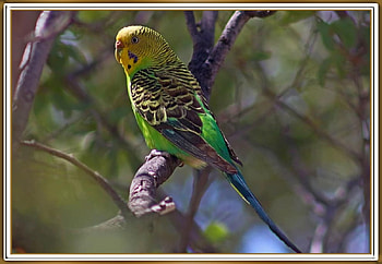 BUDGIE, NATURE, , BIRD HD wallpaper