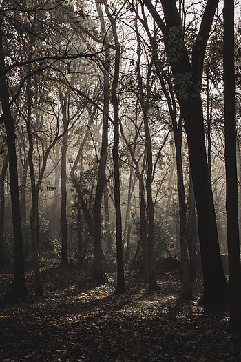 Nature, Trees, Forest, Fog, Gloomy, Sunlight HD phone wallpaper