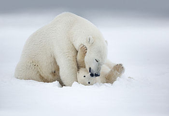 Amazing animal , Polar bear admiration, Cute bear cubs, Nature's wonders HD wallpaper