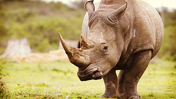 ultra rhino , High-resolution rhino , Ultra rhino depiction, Detailed rhino HD wallpaper