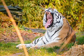 Animals, Tiger, Fangs, To Fall, Mouth, Mustache, Moustache HD wallpaper