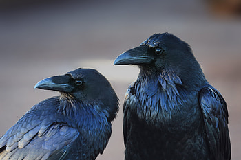 Couple, Crows HD wallpaper