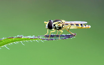 Macro, Sheet, Leaf, Insect HD wallpaper