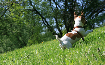 Animals, Grass, Dog, Puppy, Bounce, Jump, Play HD wallpaper