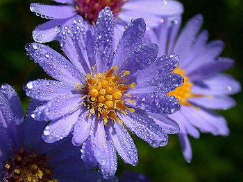 Flowers, purple, drops of water, petals, flower HD wallpaper