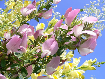 Reach for the Sky, blue, white, floral, pink, leaves, pretty, petals, lemon, sky HD wallpaper