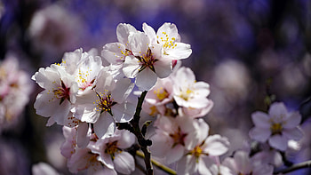 Blossom White Cherry Flowers Petals Tree Branches Blur Background Flowers HD wallpaper