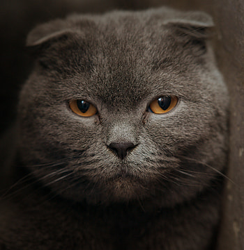 Big feline, muzzle, cat, stare HD phone wallpaper