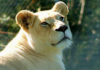 The Queen, gold and white, green, trees, forest, lioness HD wallpaper