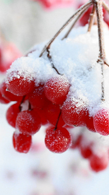 Snow, Frozen Cheery, frozen cherry HD phone wallpaper