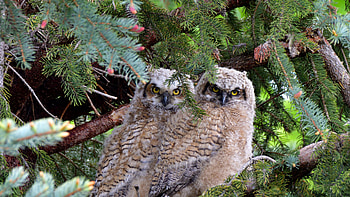 Great horned owl fledglings, great horned owl, Animal, owl HD wallpaper