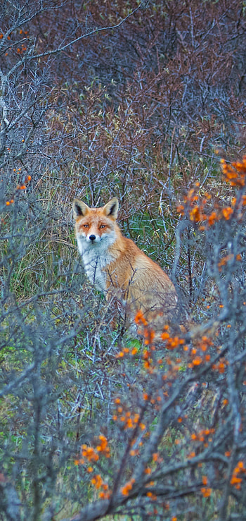 Red fox in Amsterdamse Waterleidingduinen Nature Reserve in the Netherlands, Animal, fox HD phone wallpaper