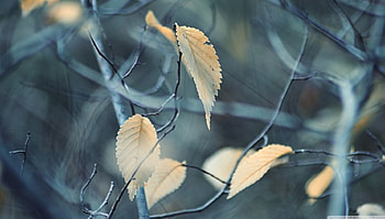 Armenia autumn leaf, graphy, fall, , branch, leaves, abstract, close-up, autumn, nature, leaf, , macro, twigs HD wallpaper
