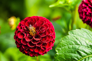 Flower, Macro, Bloom, Flowering, Bee, Dahlia HD wallpaper