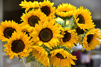 Sunflowers bouquet, spring, sunflowers, summer, bouquet, nature, flowers HD wallpaper