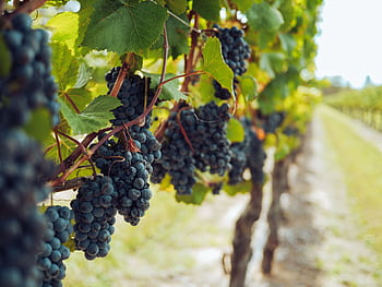 Beautiful vineyard with ripe blue grapes hanging from vines, perfect for wine production. HD wallpaper