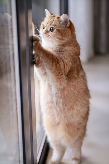 Funny, Animals, Cat, Pet, Nice, Sweetheart, Redhead HD phone wallpaper