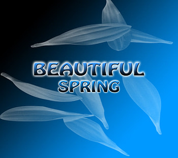 Beautiful Spring, leaves, flowers, spring, beauty HD wallpaper