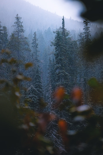 Nature, Trees, Pine, Snow, Forest, Snowfall HD phone wallpaper