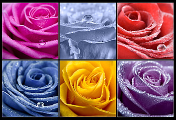 Collections of Roses 2, special roses, lovely, rainbow, brightly colored HD wallpaper