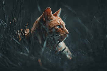 Cat, animal, kitten, kitty HD wallpaper