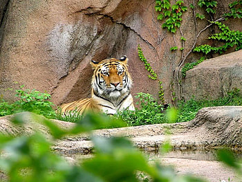 Looking On, cat, plants, tiger, rock HD wallpaper