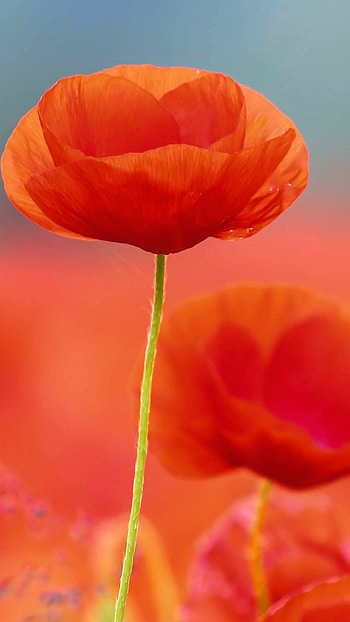 Poppy flower, Bright red petals, Captivating beauty, Detailed graphy HD phone wallpaper