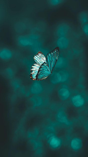 Animals, Pattern, Flight, Butterfly, Wings, Focus HD phone wallpaper