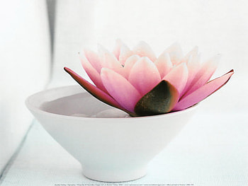 zen, simple, white cup, pink waterlily, beauty HD wallpaper