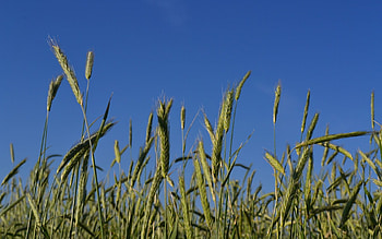 Nature, Sky, Ears, Spikes HD wallpaper