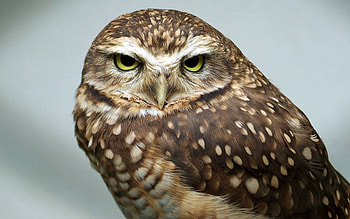 Animals, Owl, Bird, Yellow Eyes, Neglect HD wallpaper