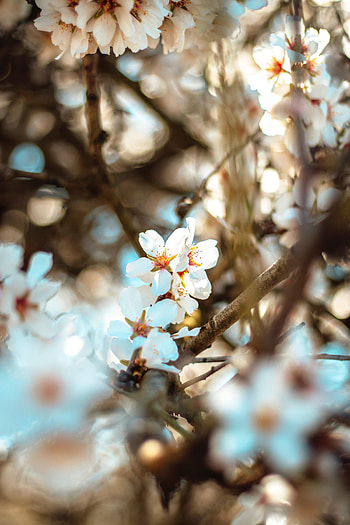 Flowers, Bloom, Flowering, Branch, Spring, Bokeh, Boquet HD phone wallpaper
