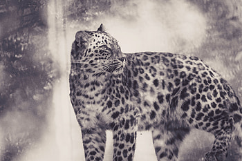 Animals, Leopard, Predator, Big Cat, Bw, Chb HD wallpaper