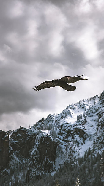 Animal, eagle HD phone wallpaper