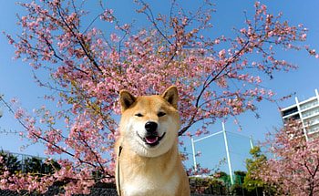 Shiba Inu HD wallpaper