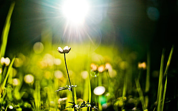 Plants, Flowers HD wallpaper