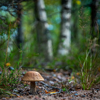 Detailed view of a wild mushroom in a lush forest setting with trees and greenery. HD phone wallpaper