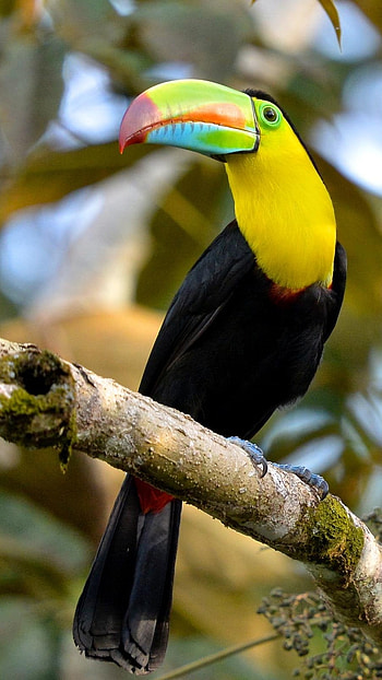 Toucans, Cool Bitrd, cool bird HD phone wallpaper
