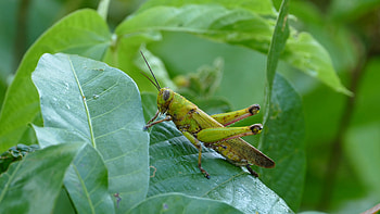 Grasshopper, grasshopper , , Animal HD wallpaper