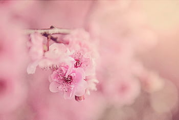 Delicate pink cherry blossoms in bloom with a soft pastel background. HD wallpaper