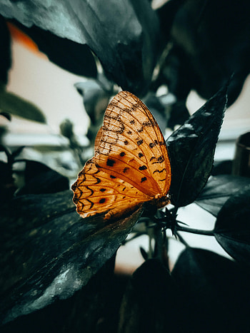 Macro, Brown, Insect, Butterfly HD phone wallpaper
