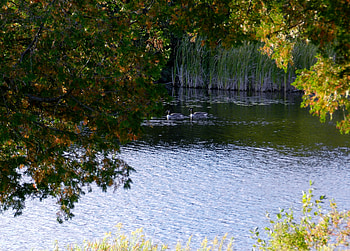 Geese At Indian River, graphy, Geese, Trees, Nature, River HD wallpaper