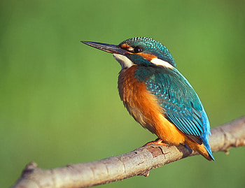 Kingfisher, blue, nature, birds, tree HD wallpaper