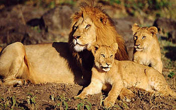 Animals, Sun, Lions, To Lie Down, Lie, Family, Care HD wallpaper