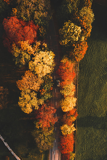 Nature, Trees, Autumn, View From Above, Road, Car, Machine HD phone wallpaper