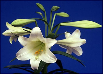 Azucenas, blue, nature, flower, lily HD wallpaper