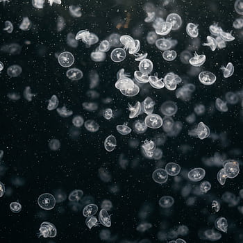 A captivating display of jellyfish gracefully swimming in the dark waters, showcasing natural beauty. HD phone wallpaper