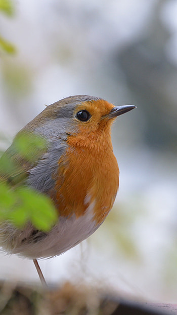 Robin bird, Full , High resolution, Baltana HD phone wallpaper